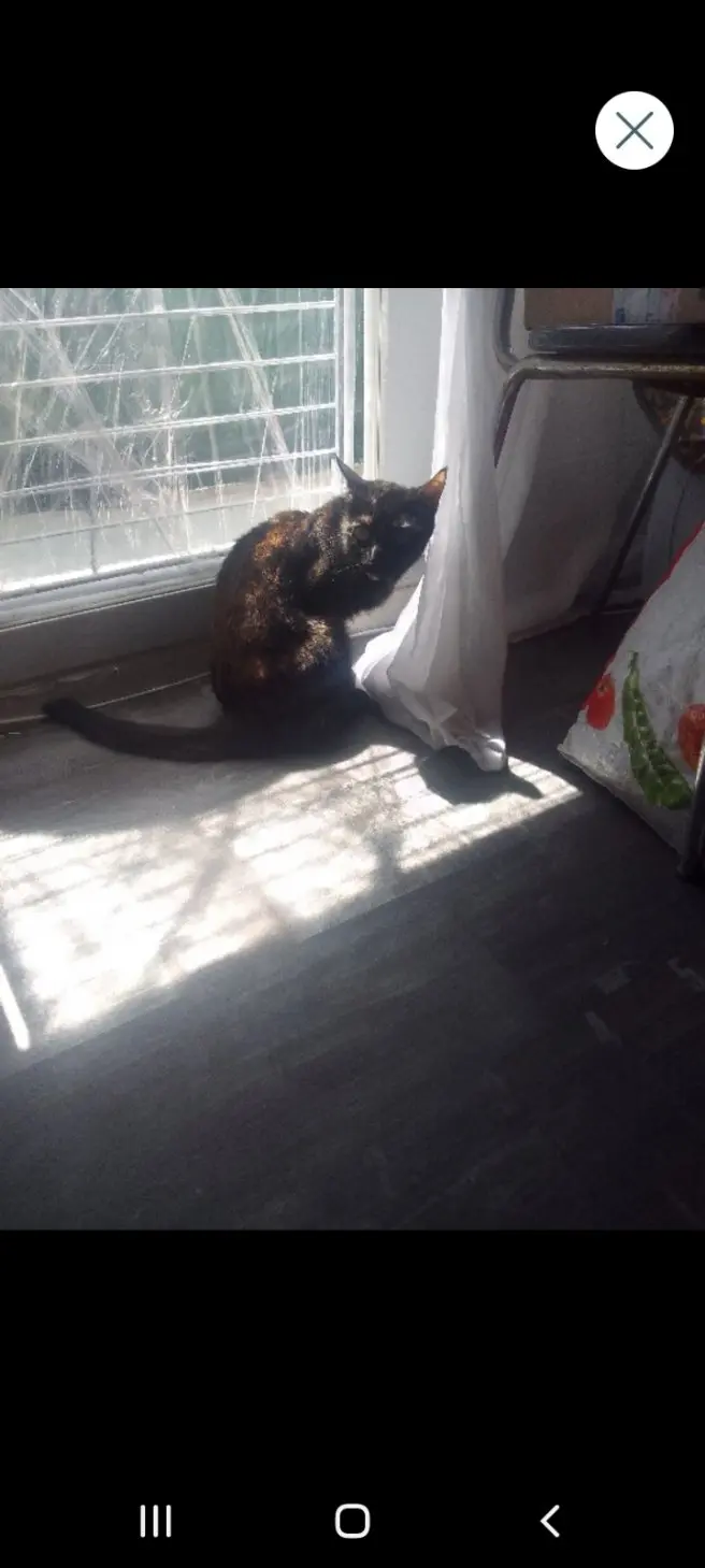 Chatte Perdue 54 Meurthe-et-Moselle Chatte Perdue 54 Meurthe-et-Moselle