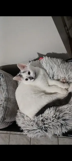 chatte lost   54300 Lunéville Laya