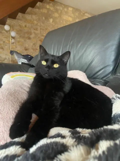 Katze vermisst 54940 Belleville Lilo Katze lost 54940 Belleville Lilo