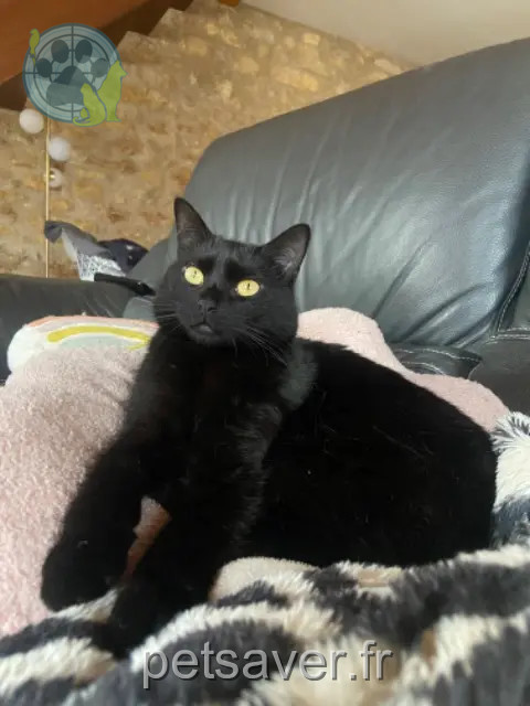 chatte perdue 54940 Belleville Lilo chatte lost 54940 Belleville Lilo