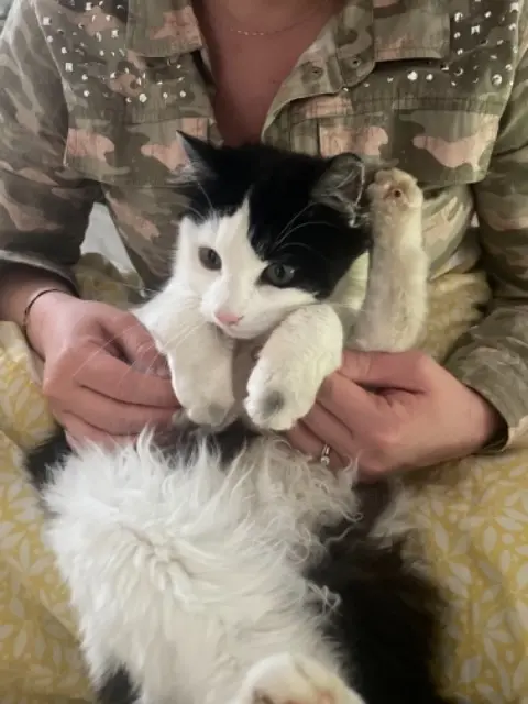 chatte lost   54385 Manoncourt-en-Woëvre Lisbonne