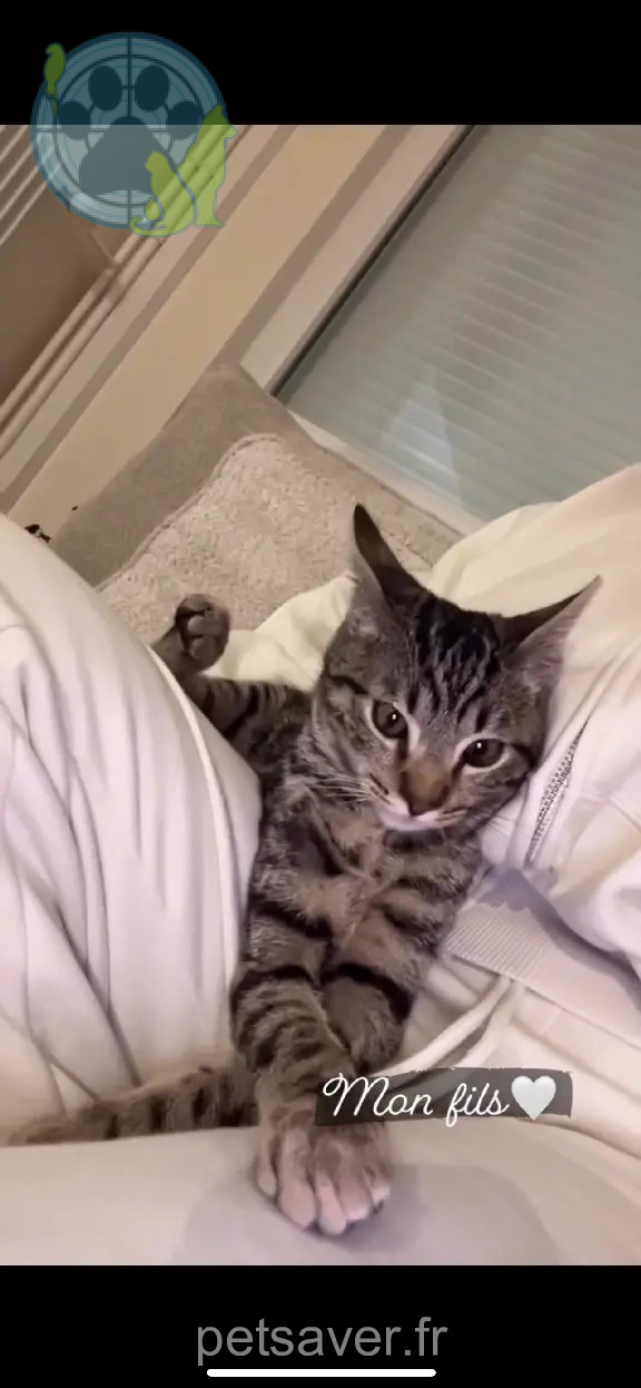Chatte Perdue 54 Meurthe-et-Moselle - Luffy Chatte Perdue 54 Meurthe-et-Moselle - Luffy