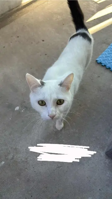 chatte lost   54510 Tomblaine Luna