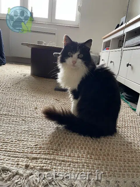 Katze lost   54920 Morfontaine Luna