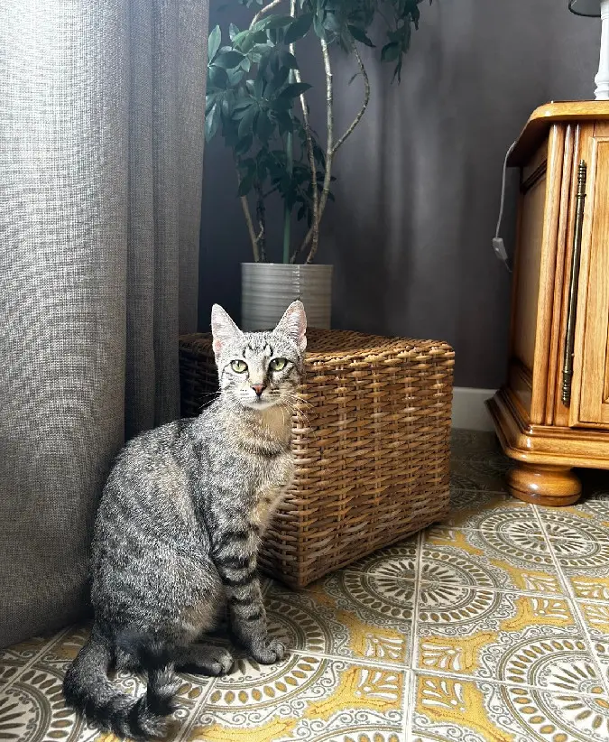 Chatte Perdue 54 Meurthe-et-Moselle - Marie-alice Chatte Perdue 54 Meurthe-et-Moselle - Marie-alice