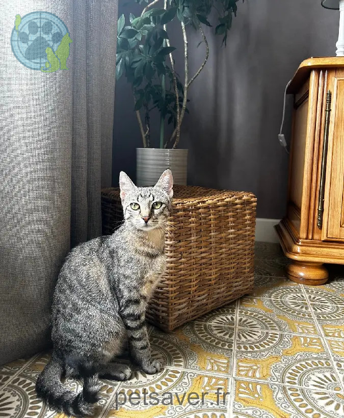 Chatte Perdue 54 Meurthe-et-Moselle - Marie-alice Chatte Perdue 54 Meurthe-et-Moselle - Marie-alice