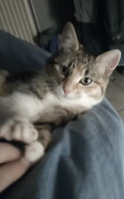 chatte lost   54510 Tomblaine Maya