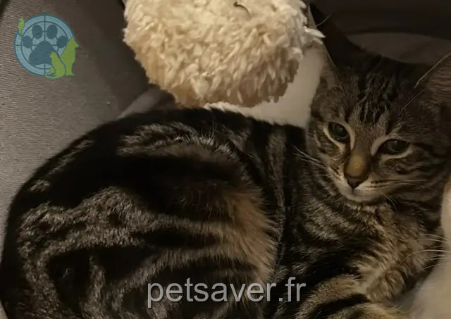 Katze vermisst 54520 Laxou Maya Katze lost 54520 Laxou Maya