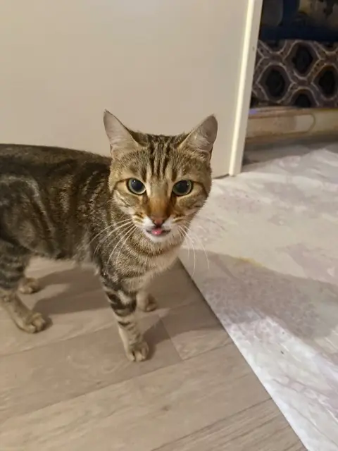 chatte lost   54500 Vandœuvre-lès-Nancy Mimi