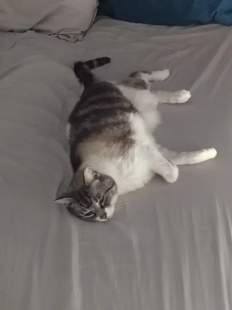 chatte lost   54300 Jolivet Mindy