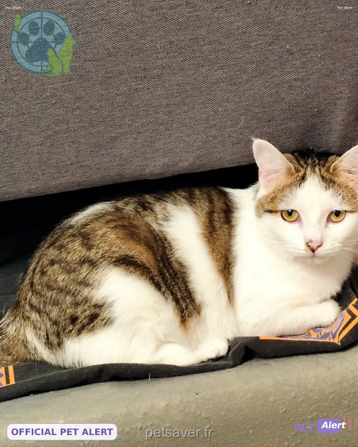 chatte lost 54460 Liverdun Minnie