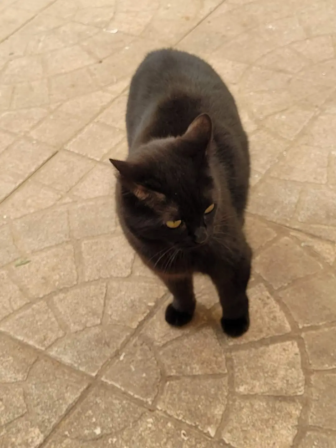 Chatte Perdue 54 Meurthe-et-Moselle - Minouche Chatte Perdue 54 Meurthe-et-Moselle - Minouche