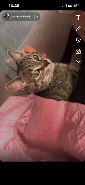 chatte lost   54440 Herserange Minoush