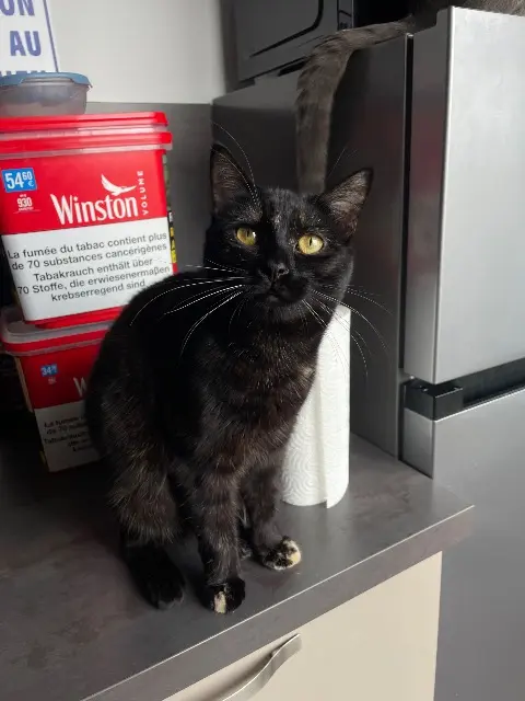chatte lost   54220 Malzéville Mitaine
