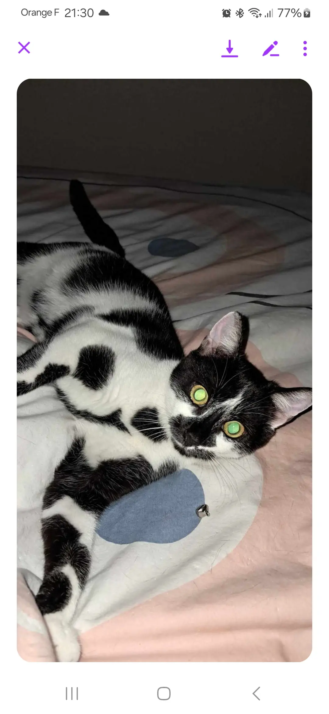 Chatte Perdue 54 Meurthe-et-Moselle - Mymy Chatte Perdue 54 Meurthe-et-Moselle - Mymy