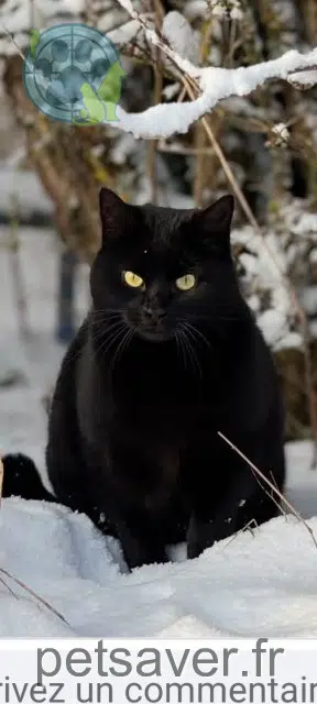 chatte lost 54190 Bréhain-la-Ville Nala