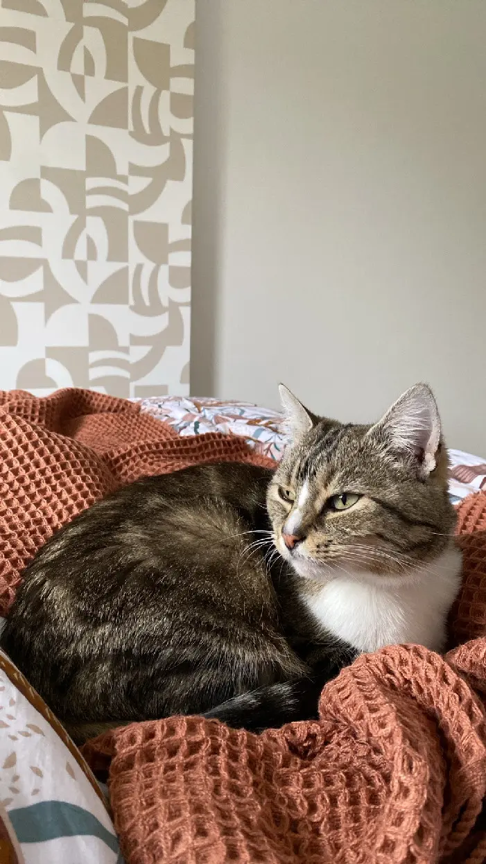 Chatte Perdue 54 Meurthe-et-Moselle Nancy Chatte Perdue 54 Meurthe-et-Moselle Nancy