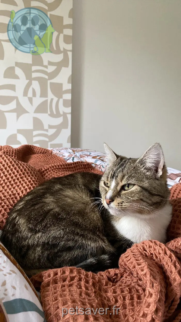 Chatte Perdue 54 Meurthe-et-Moselle Nancy Chatte Perdue 54 Meurthe-et-Moselle Nancy