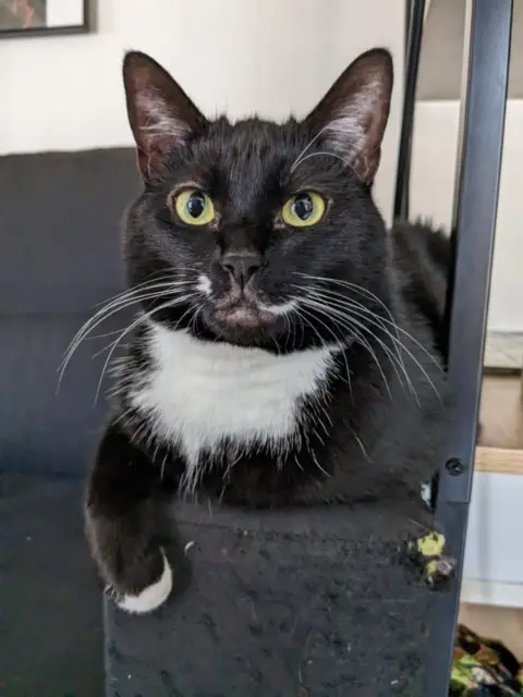 chatte lost    Nancy Balzaal