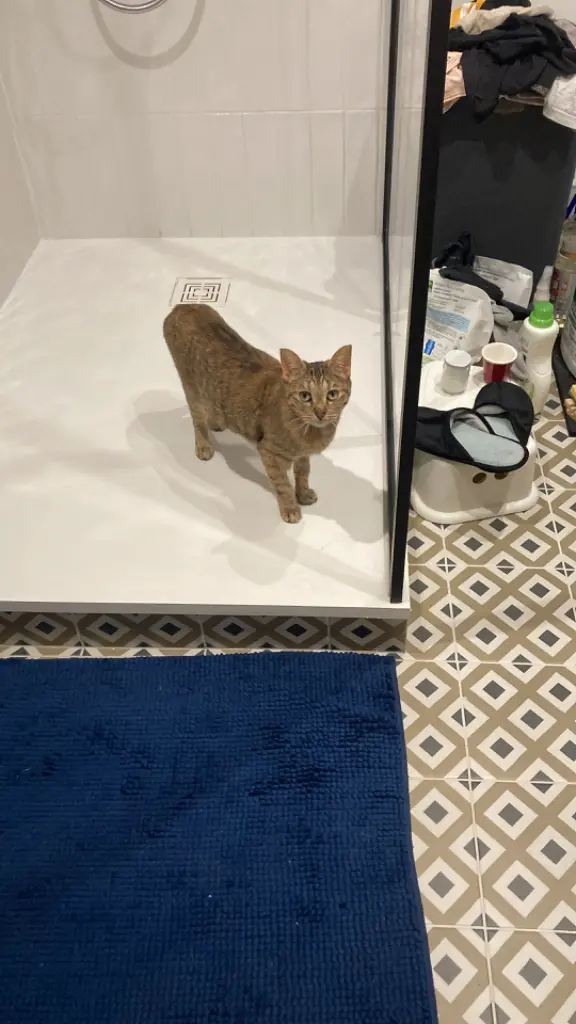 Chatte Perdue 54 Meurthe-et-Moselle Nancy - Deli Chatte Perdue 54 Meurthe-et-Moselle Nancy - Deli