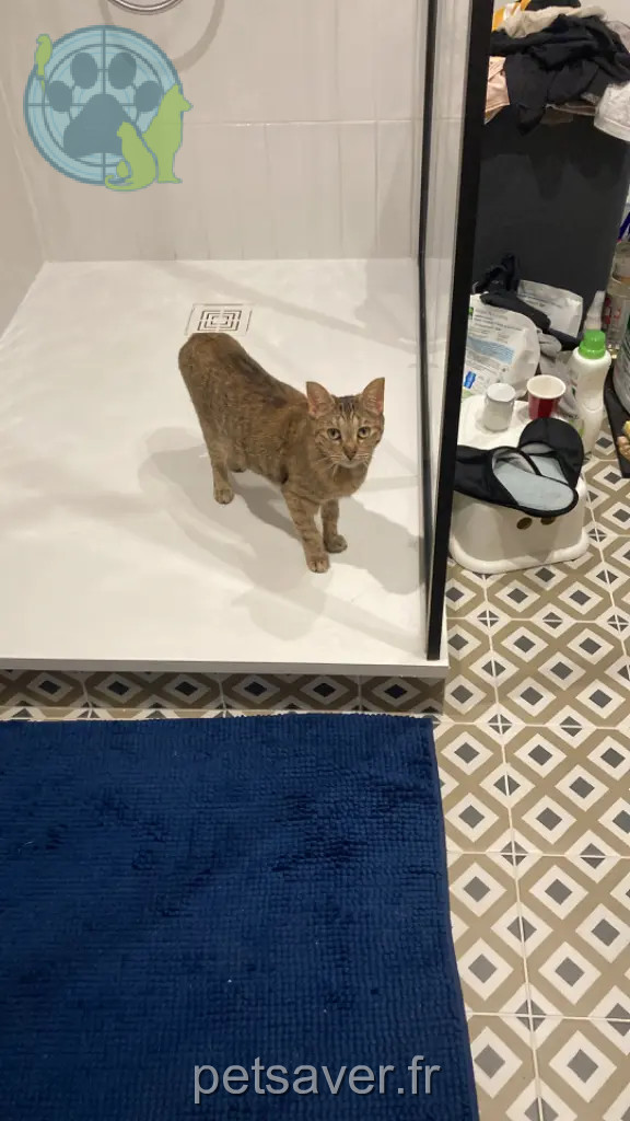 Chatte Perdue 54 Meurthe-et-Moselle Nancy - Deli Chatte Perdue 54 Meurthe-et-Moselle Nancy - Deli