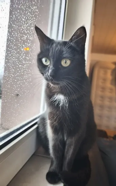 chatte lost    Nancy Fifille