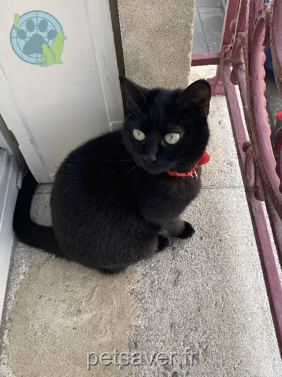 Chatte Perdue 54 Meurthe-et-Moselle Nancy - Kalypso Chatte Perdue 54 Meurthe-et-Moselle Nancy - Kalypso