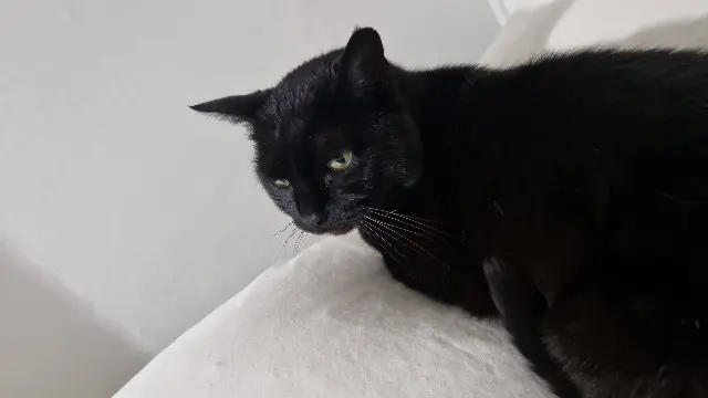 chatte lost    Nancy Lamouné