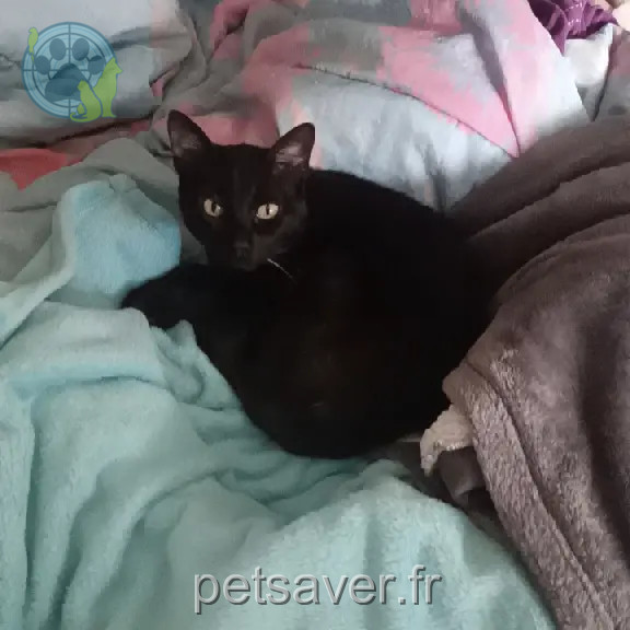 Chatte Perdue 54 Meurthe-et-Moselle Nancy - Louky Chatte Perdue 54 Meurthe-et-Moselle Nancy - Louky