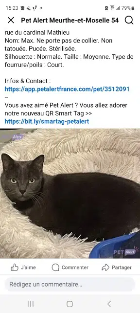 chatte lost    Nancy Max