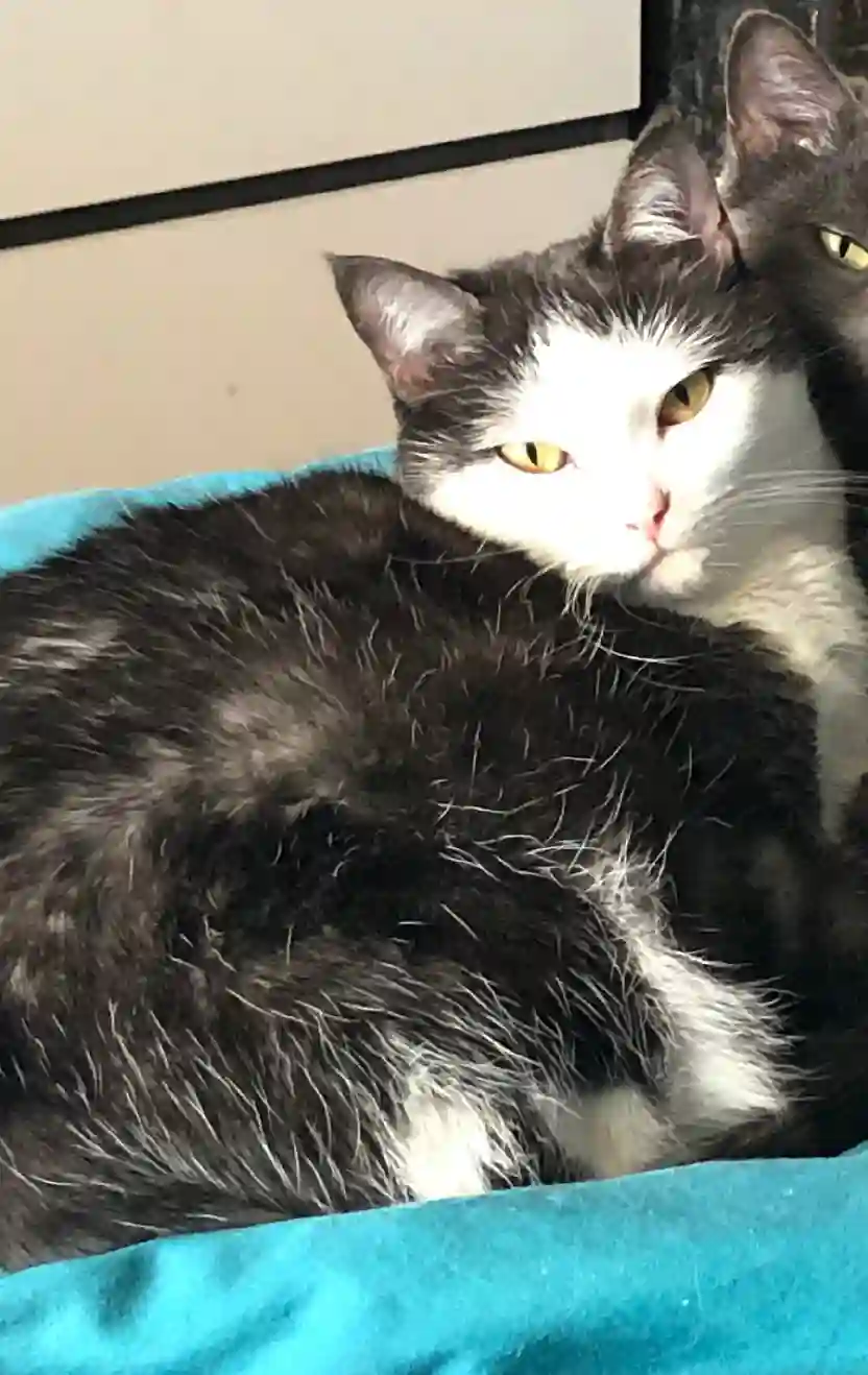 Chatte Perdue 54 Meurthe-et-Moselle Nancy - Milka Chatte Perdue 54 Meurthe-et-Moselle Nancy - Milka