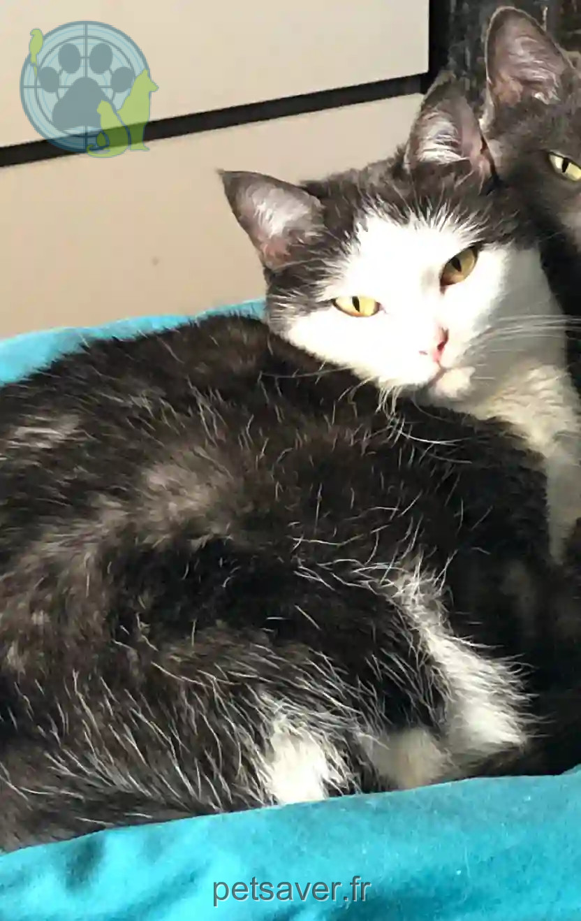 Chatte Perdue 54 Meurthe-et-Moselle Nancy - Milka Chatte Perdue 54 Meurthe-et-Moselle Nancy - Milka