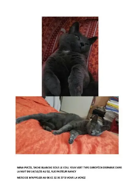 chatte lost    Nancy Mina