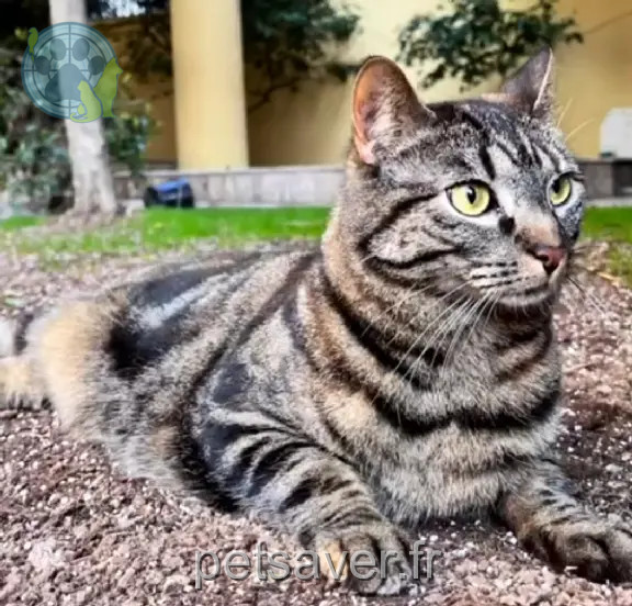 Chatte Perdue 54 Meurthe-et-Moselle Nancy - Moka Chatte Perdue 54 Meurthe-et-Moselle Nancy - Moka