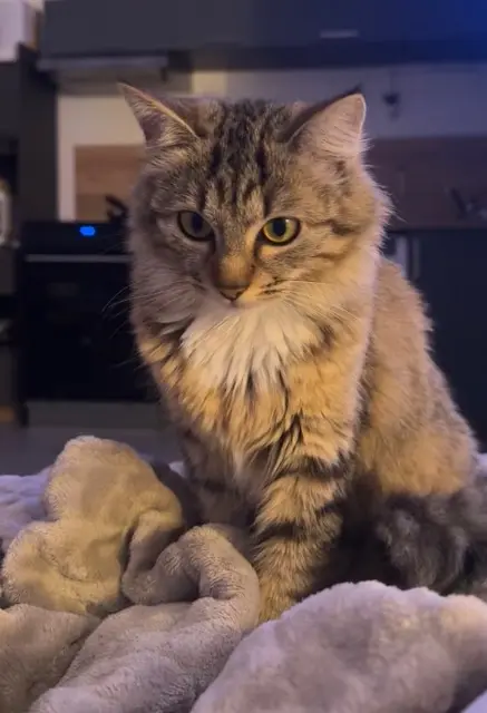 chatte lost    Nancy NALA
