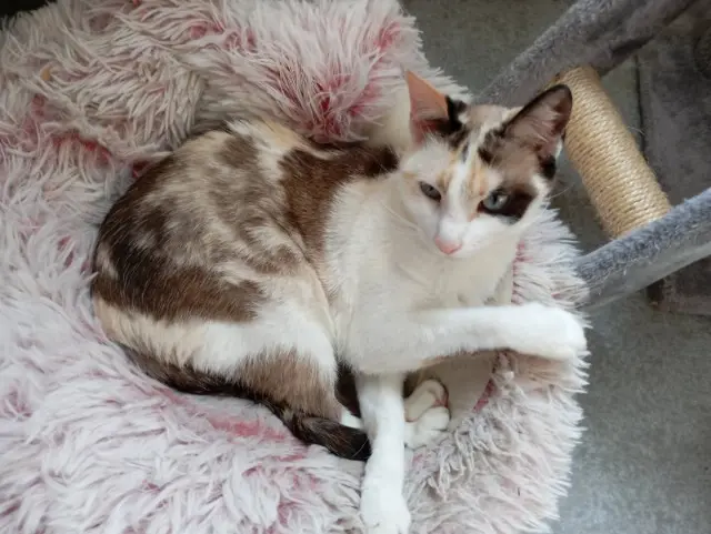 chatte lost    Nancy Nala