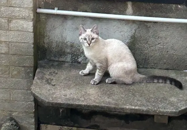 chatte lost    Nancy Neige