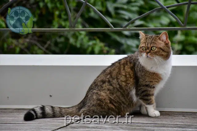 chatte lost   54100 Nancy Orphée