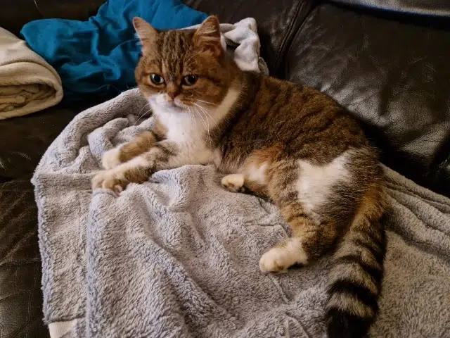 chatte lost    Nancy Orphée