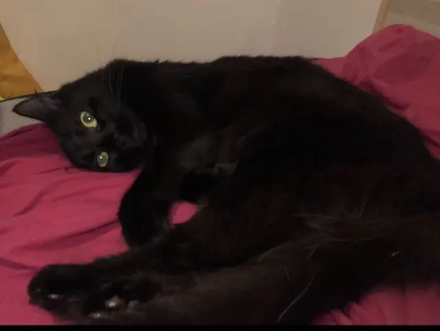 chatte lost    Nancy Petite fleur