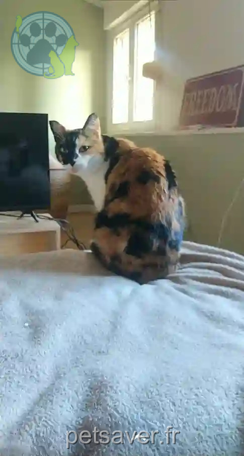 Chatte Perdue 54 Meurthe-et-Moselle Nancy - Pirouette Chatte Perdue 54 Meurthe-et-Moselle Nancy - Pirouette