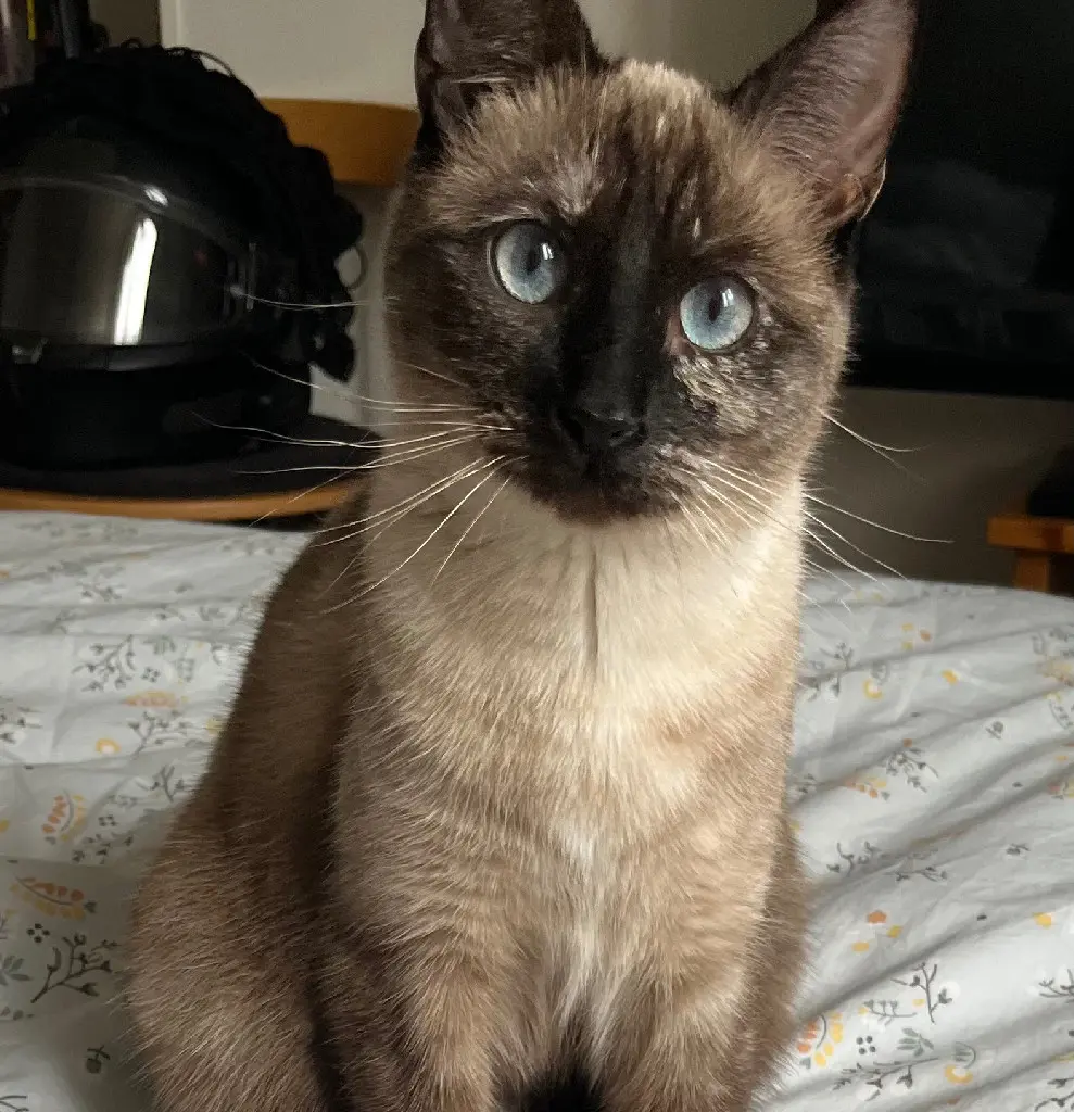 Chatte Perdue 54 Meurthe-et-Moselle Nancy - Plume Chatte Perdue 54 Meurthe-et-Moselle Nancy - Plume