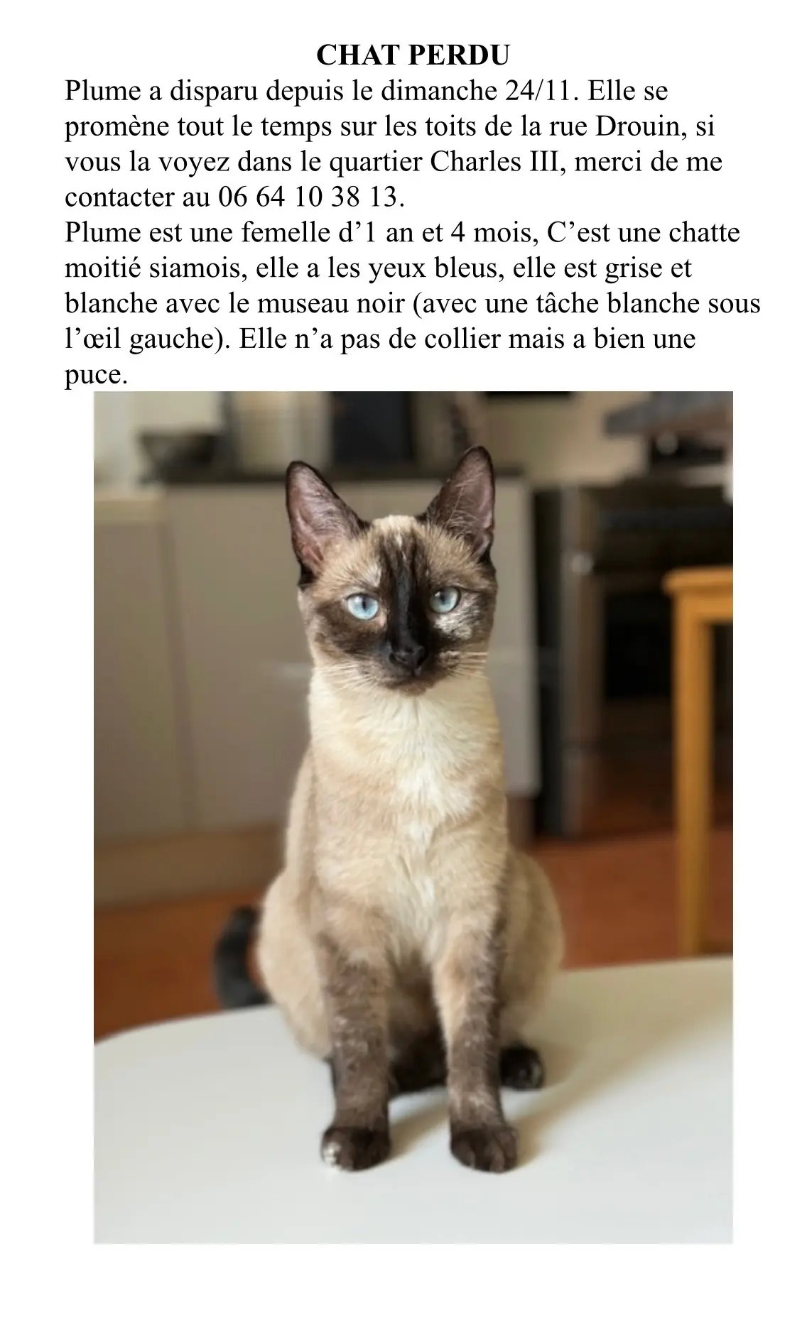 Chatte Perdue 54 Meurthe-et-Moselle Nancy - Plume Chatte Perdue 54 Meurthe-et-Moselle Nancy - Plume