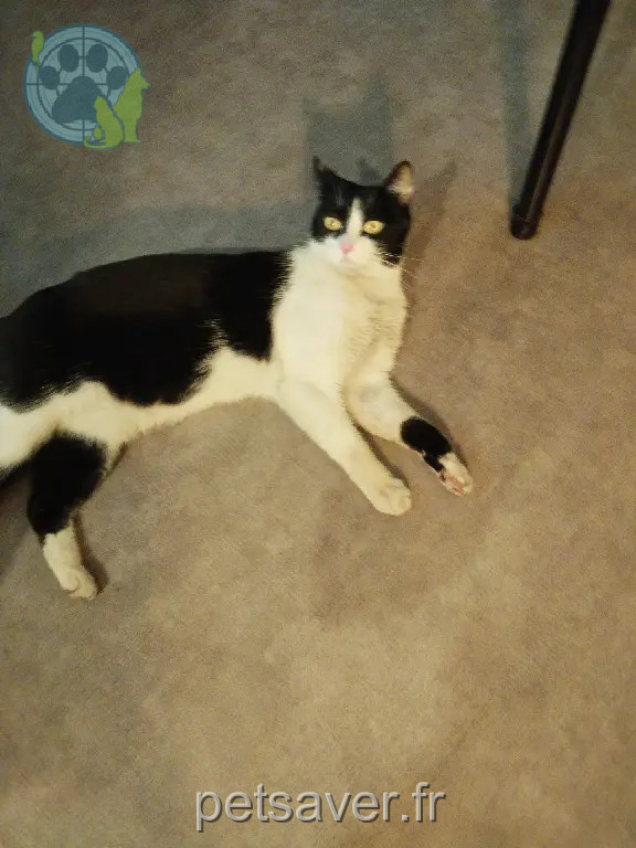 Chatte Perdue 54 Meurthe-et-Moselle Nancy - Précieuse Chatte Perdue 54 Meurthe-et-Moselle Nancy - Précieuse