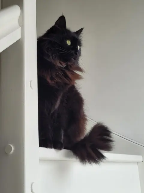 chatte lost    Nancy Shadow
