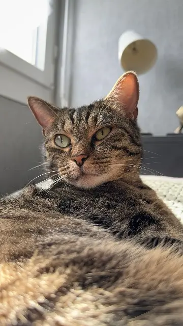chatte lost    Nancy Tama