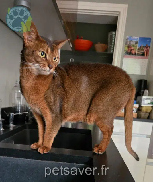 chatte lost   54100 Nancy Thallium
