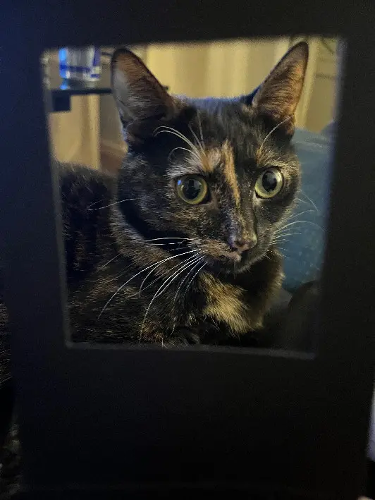 Chatte Perdue 54 Meurthe-et-Moselle Nancy - Tobby Chatte Perdue 54 Meurthe-et-Moselle Nancy - Tobby