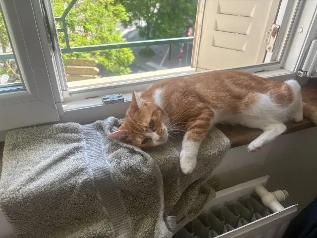 chatte lost    Nancy Vanilla