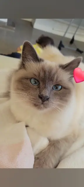 chatte lost    Nancy Violette